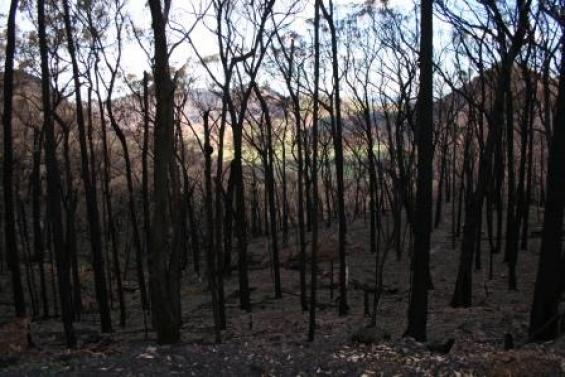 Community research is underway in NSW following the October 2013 bushfires