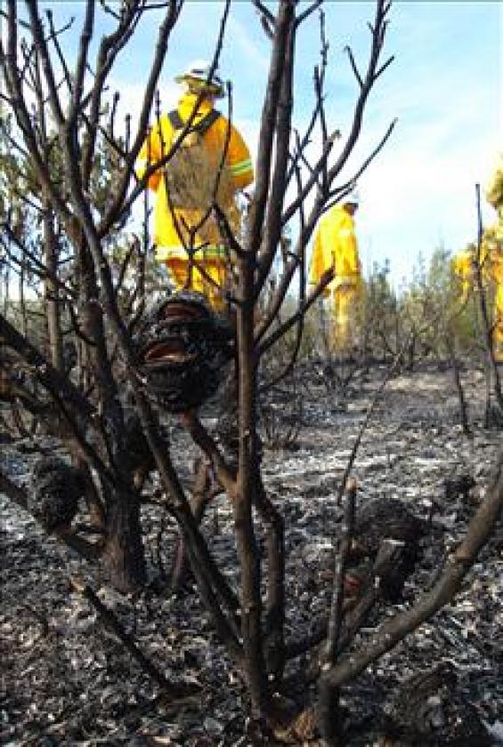 Firefighters and burnt banksia