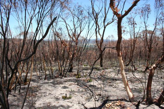 Research has been released following the Oct 2013 NSW bushfires